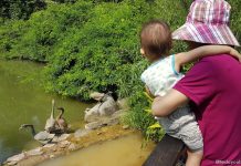 Kid-friendly Guide to Singapore Botanic Gardens