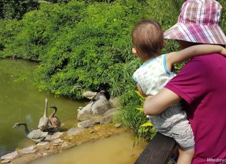 Kid-Friendly Guide to Singapore Botanic Gardens
