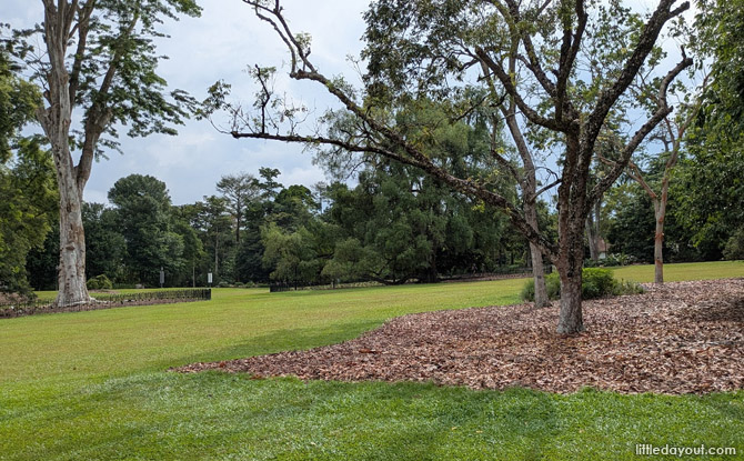Kid-Friendly Guide to Singapore Botanic Gardens 8 SBG LawnE