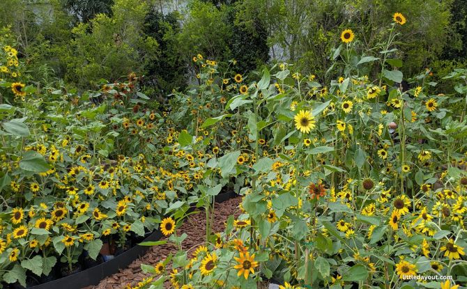 Singapore Garden Festival: Best Of Tropical Landscape Design & Showstopping Floral Displays From 4 To 12 July 10 Sunflower Garden