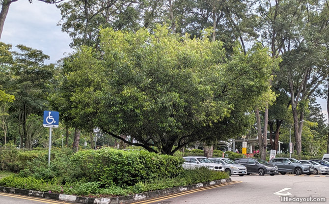 Ultimate Guide To Sembawang Park & Its Awesome Battleship Playground: 10 Things To Do 1 Sembawang Tree