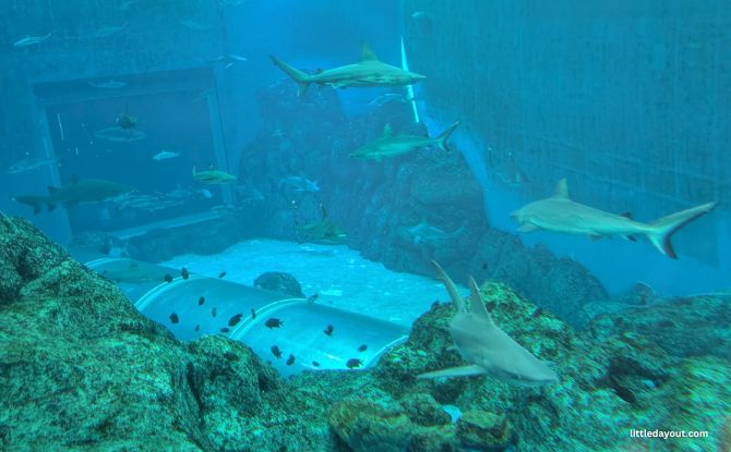 Singapore Oceanarium's Ocean in Focus: Apex Predators, BTS Shark Experience 3 Shark spotting was my favourite.