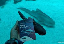 Singapore Oceanarium’s Ocean in Focus: Apex Predators, BTS Shark Experience Singapore Oceanarium's Ocean in Focus: Apex Predators, BTS Shark Experience