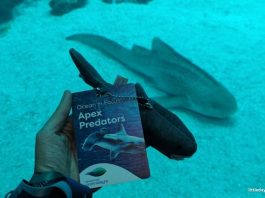 Singapore Oceanarium's Ocean in Focus: Apex Predators, BTS Shark Experience