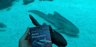 Singapore Oceanarium's Ocean in Focus: Apex Predators, BTS Shark Experience