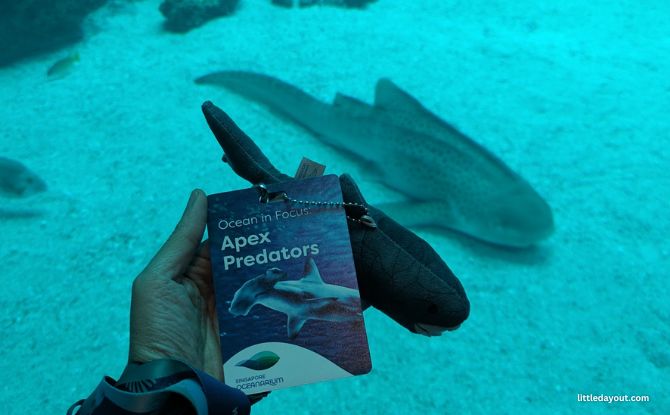Singapore Oceanarium's Ocean in Focus: Apex Predators, BTS Shark Experience