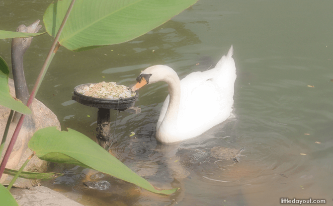 Swan at Singapore Botanic Gardens' Swan Lake