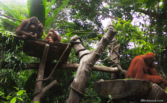 40% Off Zoo Admission in July Singapore Zoo