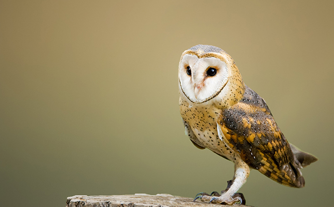 Owl Facts For Kids: Owl Perched on the Side