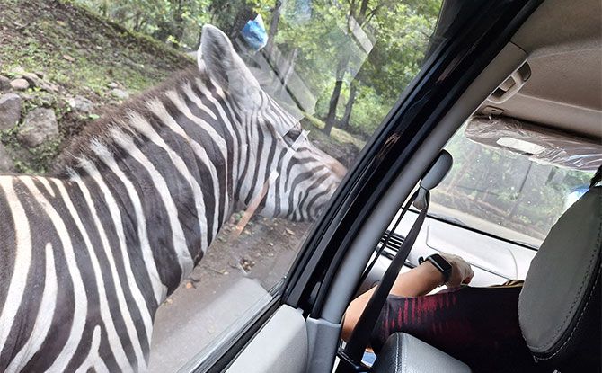 Day 6: Taman Safari Prigen