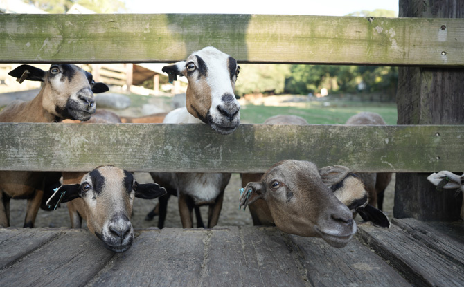 Day 4 – Farms, Fields & Sunset at Gaomei