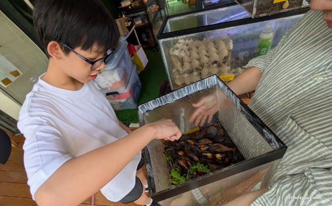Tiny Kingdom: Learn About The World Of Insects, Critters & Nature 3 Madagascan Hissing Cockroaches.