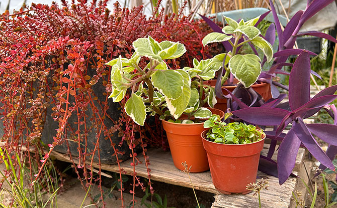 Interactive Eco-Booths & Stamp Rally At 5 HDB Malls In Woodlands From 13 to 29 March: Turn Trash To Treasure During The School Holidays 2 Booth 2: Nature’s Touch – Potting for Well-being