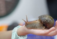 WholeSnail Family Review: Touring Singapore’s First Snail Farm WholeSnail Family Review: Touring Singapore's First Snail Farm