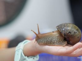 WholeSnail Family Review: Touring Singapore's First Snail Farm