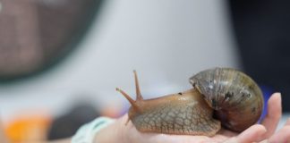 WholeSnail Family Review: Touring Singapore’s First Snail Farm WholeSnail Family Review: Touring Singapore's First Snail Farm