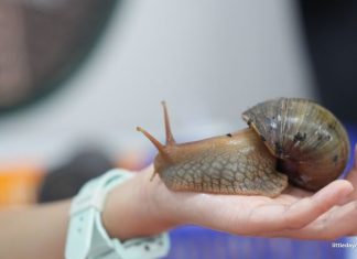 WholeSnail Family Review: Touring Singapore’s First Snail Farm WholeSnail Family Review: Touring Singapore's First Snail Farm