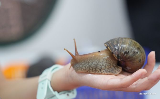 WholeSnail 2 WholeSnail Family Review: Touring Singapore's First Snail Farm