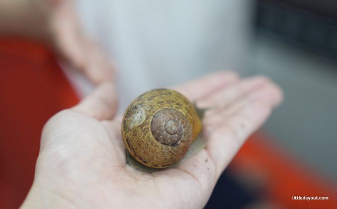 WholeSnail Family Review: Touring Singapore's First Snail Farm 5 all the participants got to hold both adult snails and tiny babies.