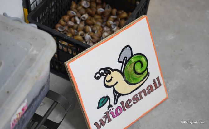 WholeSnail Family Review: Touring Singapore's First Snail Farm 8 WholeSnail 9