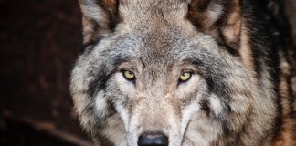 Wolf Facts For Kids: Strong And Loyal Animals