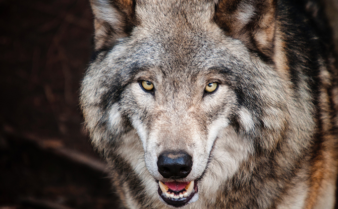 Wolf Facts For Kids: Strong And Loyal Animals