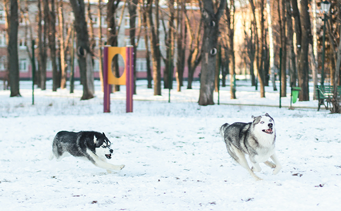 Wolf Facts For Kids: Wolves Playing