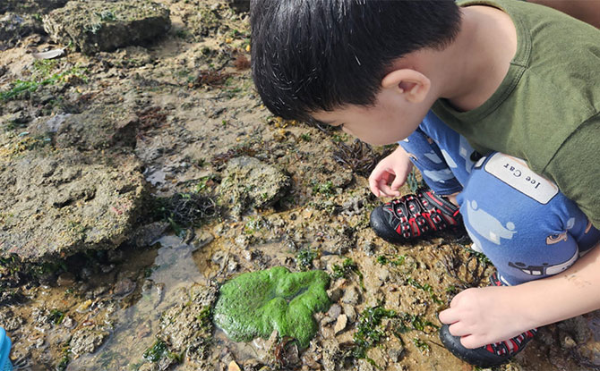 Young Nautilus' Nature Walk – Changi Sandy Intertidal
