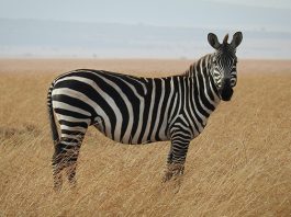 Zebra Facts for Kids: Iconic Striped Creatures