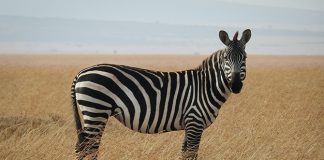 Zebra Facts for Kids: Iconic Striped Creatures