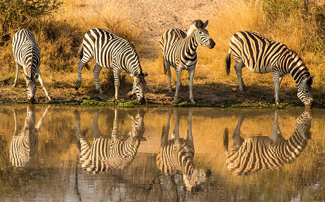 Zebra Facts for Kids: Group of Zebras