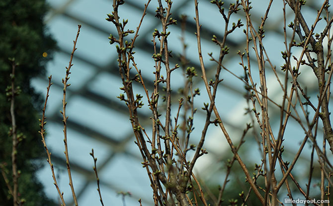 Cherry blossoms waiting to bloom