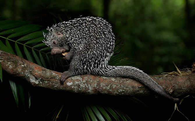 Brazilian Porcupine