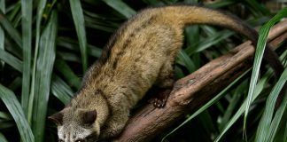 Night Safari Debuts Walk-In Civet Exhibit & Two New Species