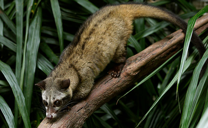 Night Safari Debuts Walk-In Civet Exhibit & Two New Species - Little Day Out