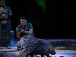 Amazing Guide To Night Safari: See The Animals In Nocturnal Settings