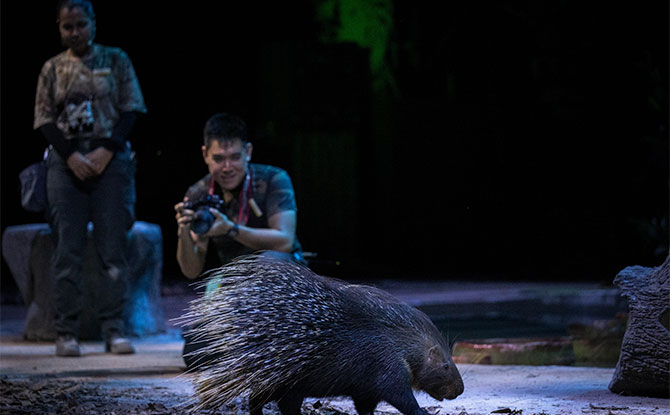 Amazing Guide To Night Safari: See The Animals In Nocturnal Settings Amazing Guide To Night Safari: See The Animals In Nocturnal Settings