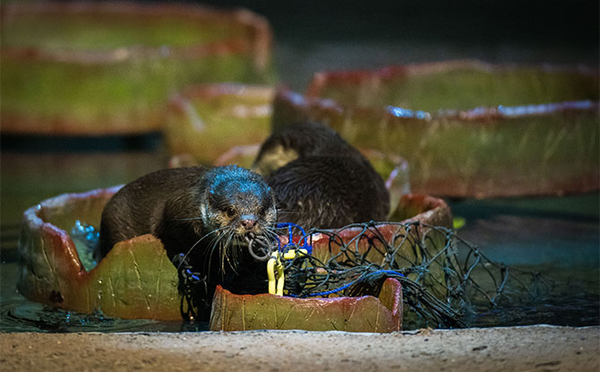 Revamped Night Safari Creatures of the Night Show