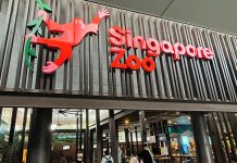 Really Useful Guide To Singapore Zoo: Shows, Animals, Tickets & More