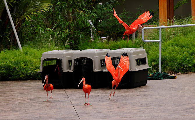 Get A Peek Into "The Great Bird Migration" From Jurong to Mandai 5 Crimson Wetlands