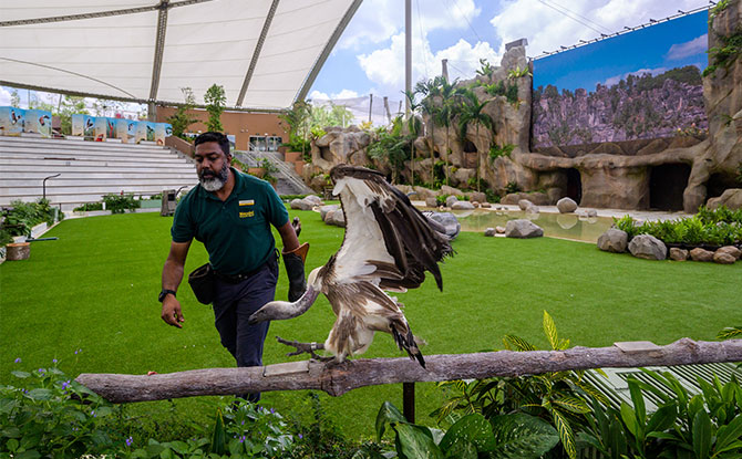 Get A Peek Into "The Great Bird Migration" From Jurong to Mandai 4 Sky Amphitheatre
