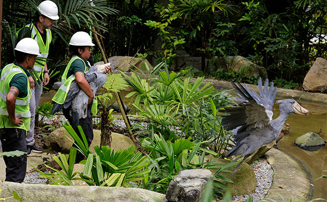 Get A Peek Into "The Great Bird Migration" From Jurong to Mandai 6 Home, Tweet Home