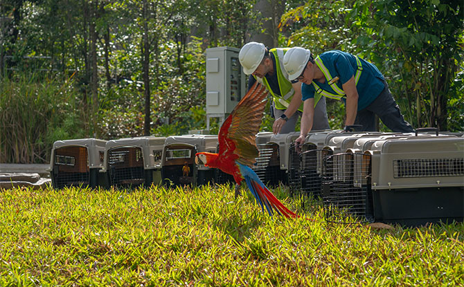 Get A Peek Into "The Great Bird Migration" From Jurong to Mandai 3 Settling in to Bird Paradise