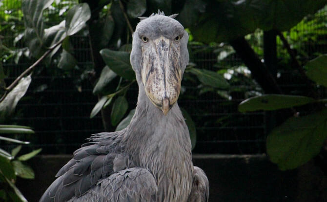 Shoebill