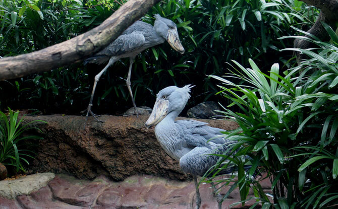 Jurong Bird Park Shoebills