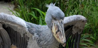 Shoebills at Jurong Bird Park