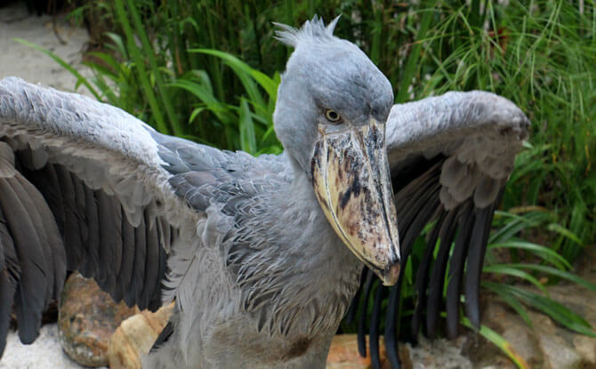 Shoebills at Jurong Bird Park