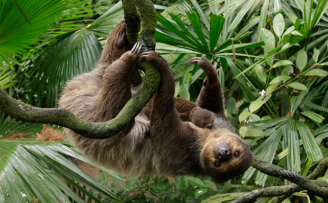 Linne's Two-toed Sloth