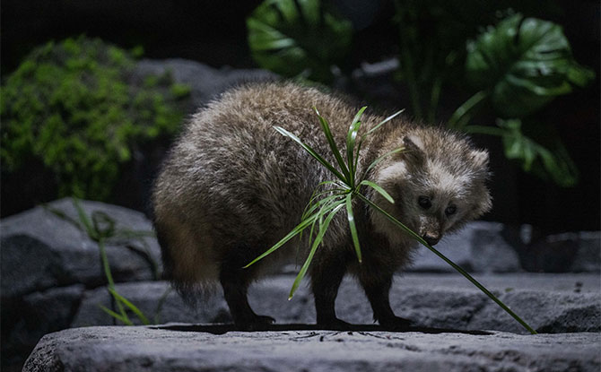 Night Safari Revamps "Creatures Of The Night" Animal Show, Unveils New Amphitheatre