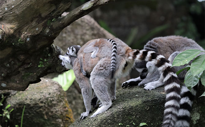 800 births And Hatchings At Singapore Zoo, River Wonders, Night Safari & Jurong Bird Park In 2022